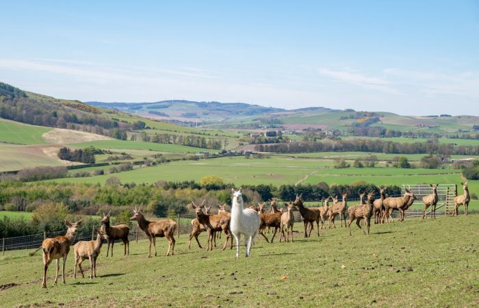 Meet the Locals at Balmeadowside