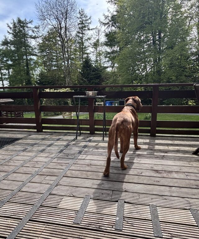 Dog Friendly Lodges at Conifer Lodges