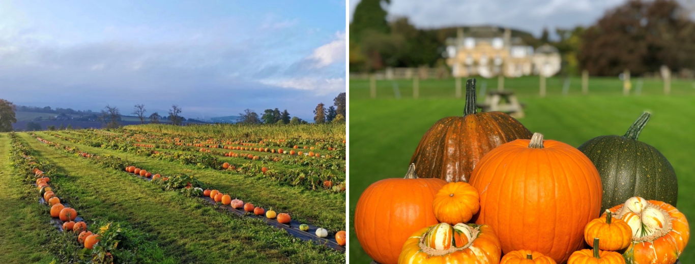 Cairnie Fruit Farm Pumpkin Patch