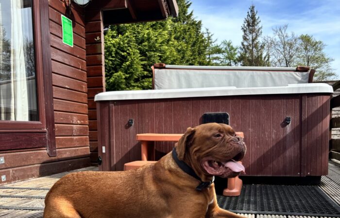 Dog Friendly Conifer Lodges