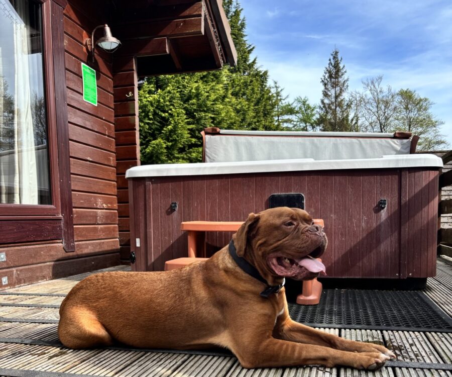 Dog Friendly Conifer Lodges