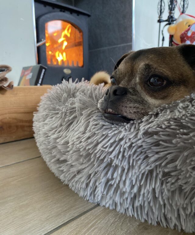 Dog Friendly Holidays in Autumn