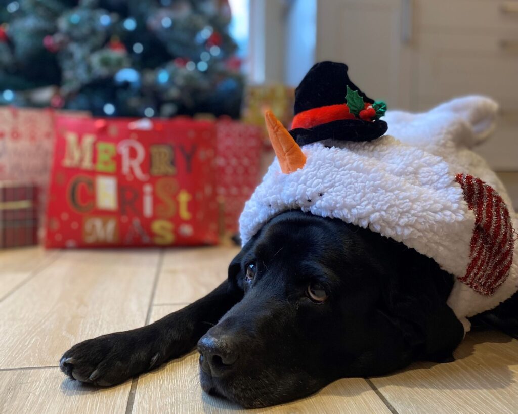 Dog in festive outfit by a Christmas tree during a cosy winter beak in Scotland
